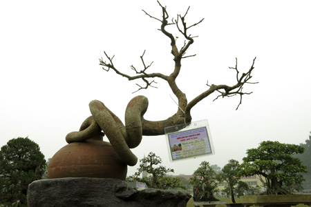 Cây[-]Đề[-]với[-]hình[-]dáng[-]mừng[-]xuân[-]Quý[-]Tỵ.